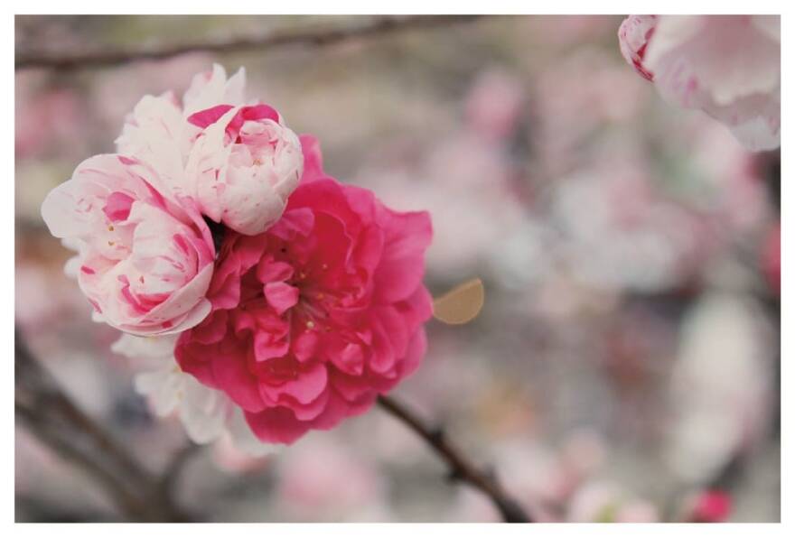 阿智村POSTCARD三色花桃