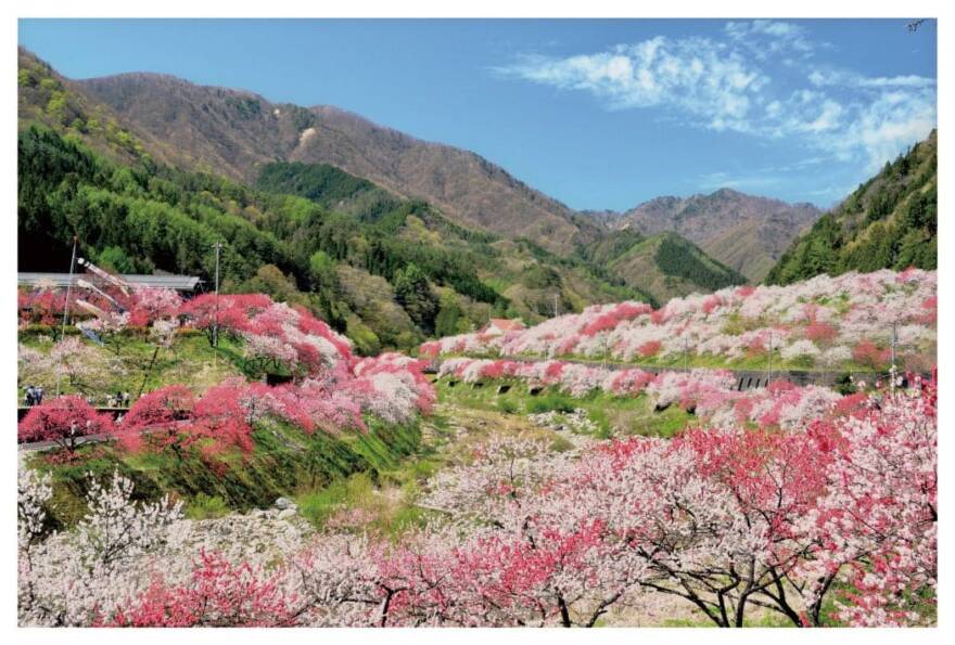 阿智村POSTCARD月川と花桃